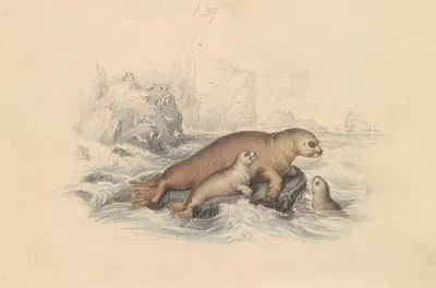 The Steller Sea Lion by James Stewart — digital art print download