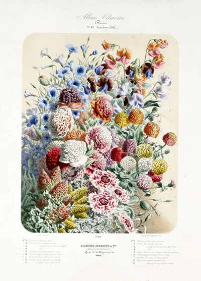 boeket by Vilmorin-Andrieux et Cie, 1893 — digital art print download