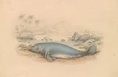 The West Indian Manatee by James Stewart — digital art print download