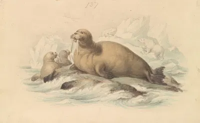 Walruses by James Stewart — digital art print download