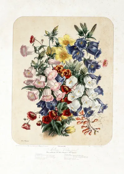 Campanulaceae ; klokjesbloemachtigen by Vilmorin-Andrieux et Cie, 1868 — digital art print download