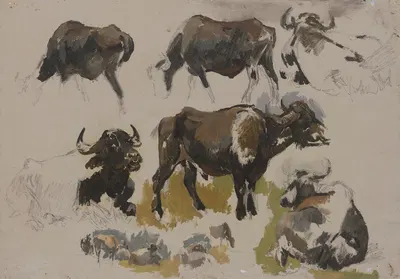 Buffalos and cattle by Иоганн Непомук Раух, 1841-1847 — digital art print download