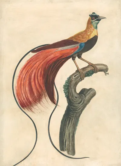 Red-Plumed Bird-of-Paradise (Paradisea Apoda Raggiana), Southeastern New Guinea by Джон Коллет — digital art print download