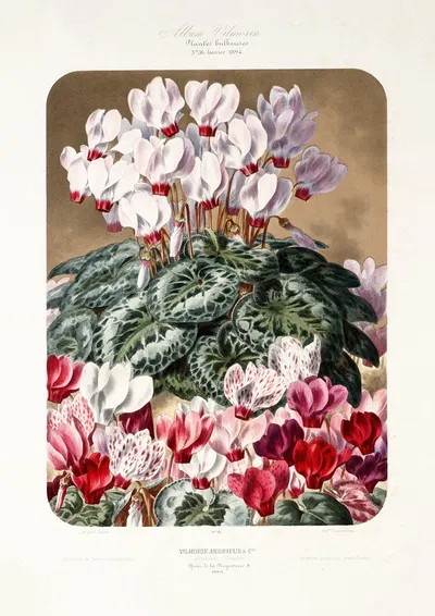 Cyclamen persicum grandiflorum by Vilmorin-Andrieux et Cie, 1894 — digital art print download