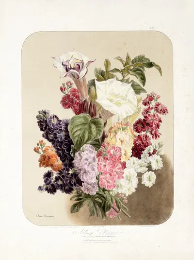 Datura, Matthiola annua ; doornappel, zomerviolier by Vilmorin-Andrieux et Cie, 1862 — digital art print download