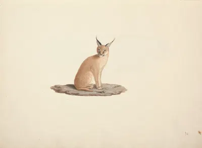 Caracal caracal by Luigi Balugani — digital art print download