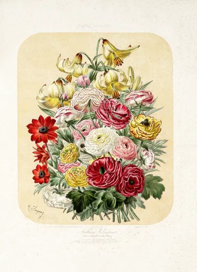 Linum Szowitzianum vel colchicum, Ranunculus asiaticus mixt.var., Anémone fulgens J.Gay by Vilmorin-Andrieux et Cie, 1876 —…