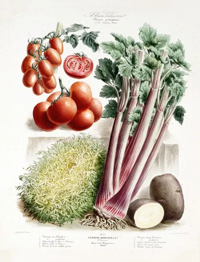 Plantes potagère by Vilmorin-Andrieux et Cie, 1886 — digital art print download