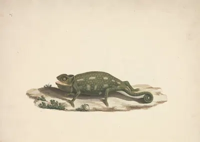 Unidentified Chameleon by Luigi Balugani — digital art print download