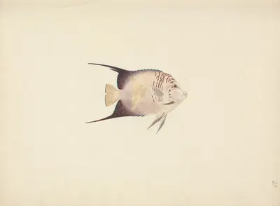 Unidentified Fish by Luigi Balugani — digital art print download