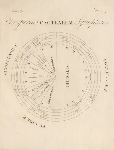 Conspectus Cactearum Synopticus by Augustin Pyramus de Candolle, 1829 — digital art print download