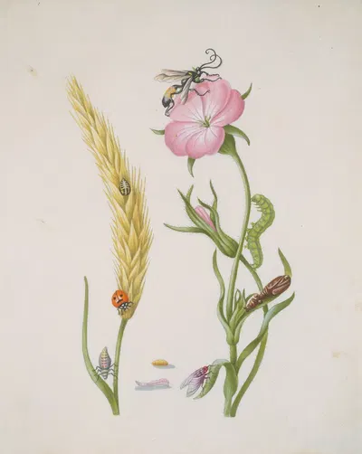 Cereal Ear and Corn Cockle with Metamorphoses of the Five-Spot Ladybird and Blowfly by Maria Sibylla Merian — digital art…