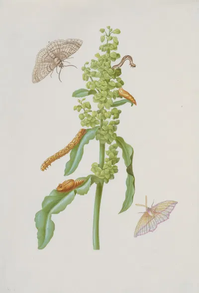 Curly Dock with Metamorphoses of the Small Engrailed and the Blood-Vein by Maria Sibylla Merian — digital art print download