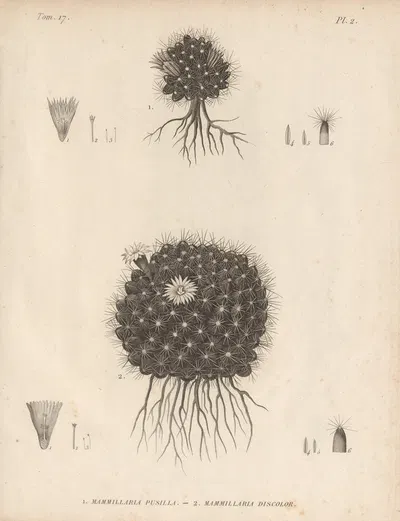 Mammillaria pusilla, Mammillaria discolor by Augustin Pyramus de Candolle, 1829 — digital art print download