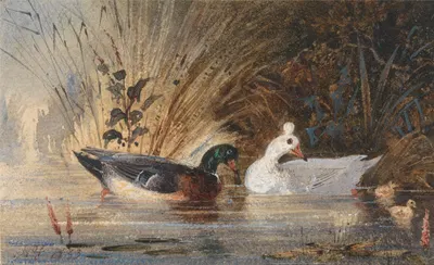 Ducks on a Pond by Ньютон Лимбирд Смит Филдинг, 1833 — digital art print download