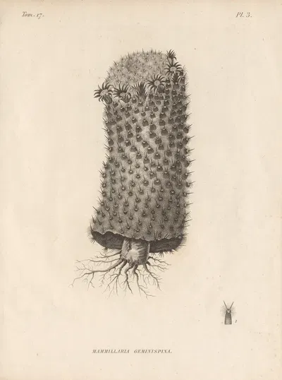 Mammillaria geminispina by Augustin Pyramus de Candolle, 1829 — digital art print download