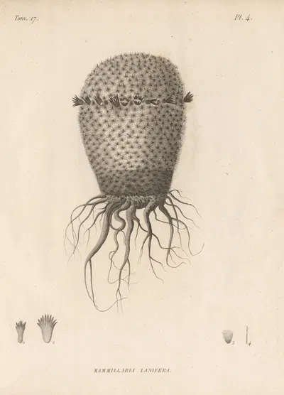 Mammillaria lanifera by Augustin Pyramus de Candolle, 1829 — digital art print download