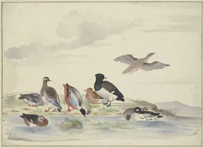 Acht Enten verschiedener Art am Wasser by Pieter Holsteijn — digital art print download