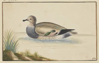 Duck to the left by Pieter Holsteijn — digital art print download