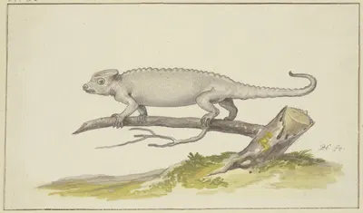 Eidechse oder Salamander nach links by Pieter Holsteijn — digital art print download