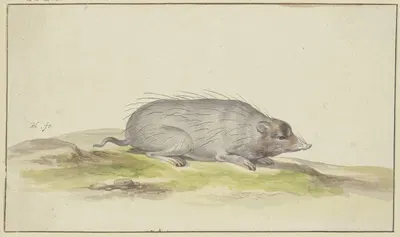 Mole to the right by Pieter Holsteijn — digital art print download