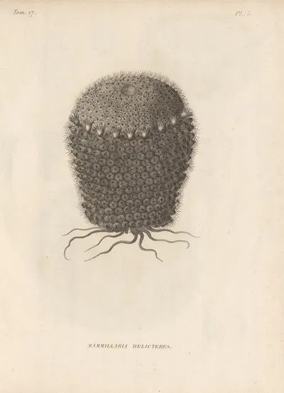 Mammillaria helicteres by Augustin Pyramus de Candolle, 1829 — digital art print download