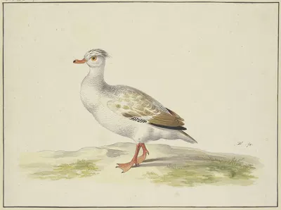 Weiße Ente mit braunen Flügeln, roten Füßen und Schnabel by Pieter Holsteijn — digital art print download