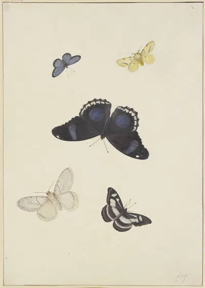 Five butterflies by Pieter Withoos — digital art print download