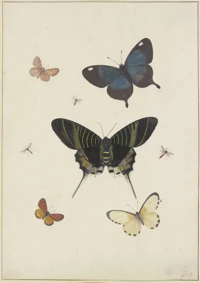 Fünf Schmetterlinge und drei Insekten by Pieter Withoos — digital art print download