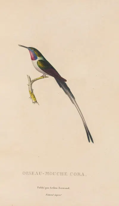 Histoire naturelle des oiseaux-mouches Pl.06 by René-Primevère Lesson, 1829 — digital art print download