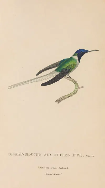 Histoire naturelle des oiseaux-mouches Pl.08 by René-Primevère Lesson, 1829 — digital art print download