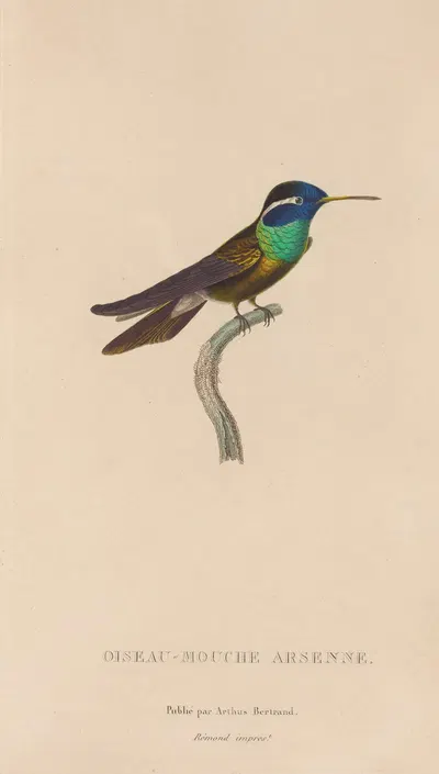 Histoire naturelle des oiseaux-mouches Pl.09 by René-Primevère Lesson, 1829 — digital art print download