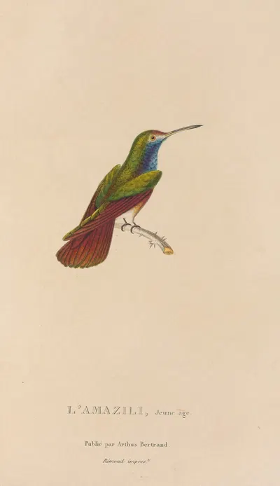 Histoire naturelle des oiseaux-mouches Pl.12 by René-Primevère Lesson, 1829 — digital art print download