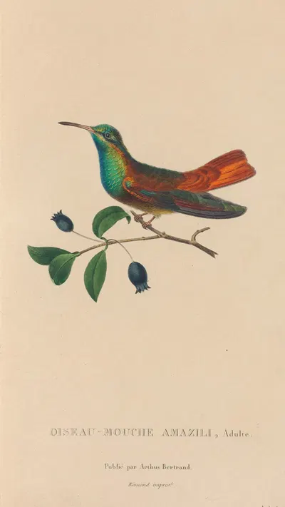 Histoire naturelle des oiseaux-mouches Pl.13 by René-Primevère Lesson, 1829 — digital art print download