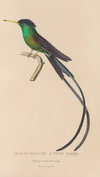 Histoire naturelle des oiseaux-mouches Pl.17 by René-Primevère Lesson, 1829 — digital art print download