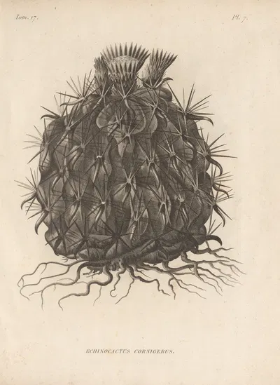 Echinocactus cornigerus by Augustin Pyramus de Candolle, 1829 — digital art print download