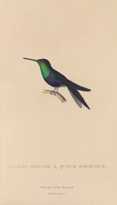 Histoire naturelle des oiseaux-mouches Pl.18 by René-Primevère Lesson, 1829 — digital art print download