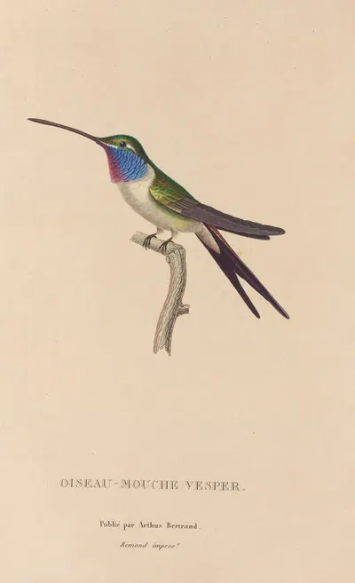 Histoire naturelle des oiseaux-mouches Pl.19 by René-Primevère Lesson, 1829 — digital art print download