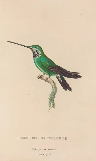 Histoire naturelle des oiseaux-mouches Pl.20 by René-Primevère Lesson, 1829 — digital art print download