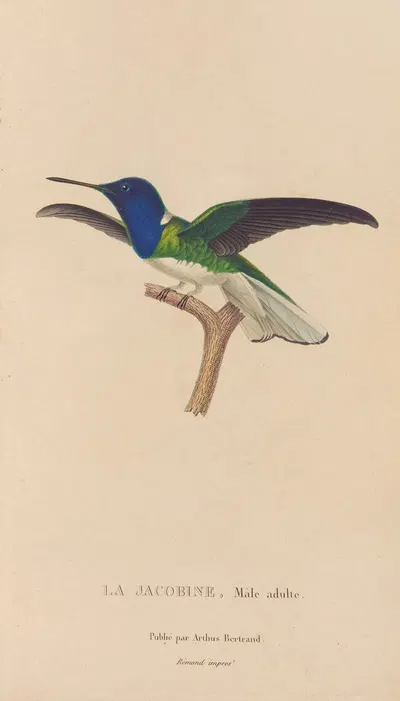 Histoire naturelle des oiseaux-mouches Pl.21 by René-Primevère Lesson, 1829 — digital art print download