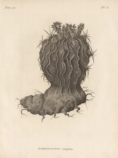 Echinocactus crispatus by Augustin Pyramus de Candolle, 1829 — digital art print download