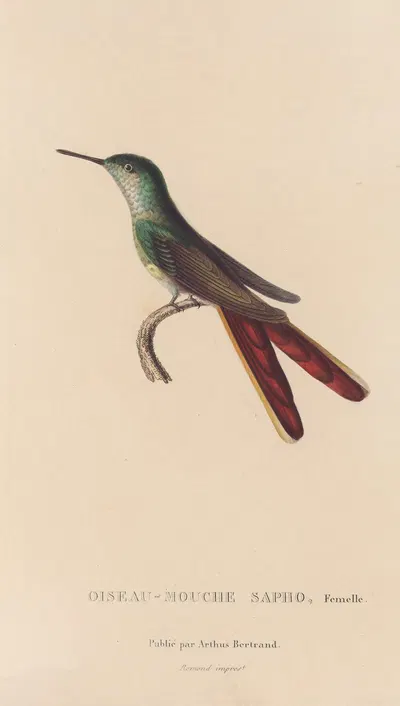 Histoire naturelle des oiseaux-mouches Pl.28 by René-Primevère Lesson, 1829 — digital art print download