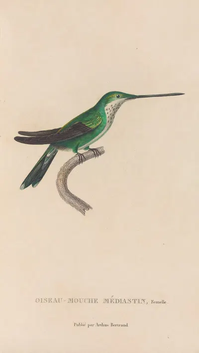 Histoire naturelle des oiseaux-mouches Pl.30 by René-Primevère Lesson, 1829 — digital art print download