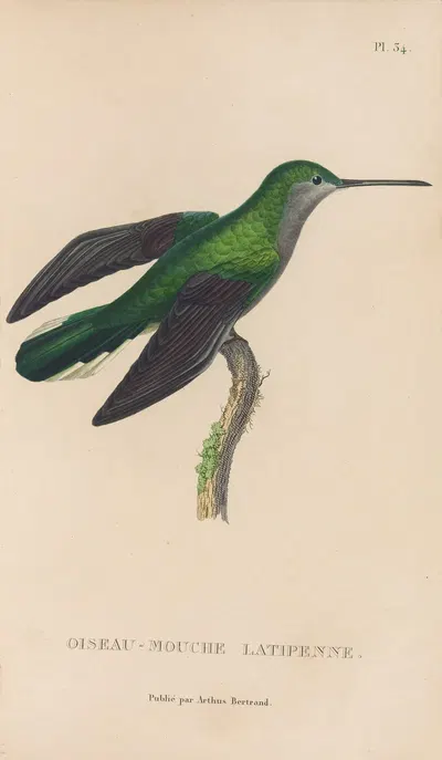 Histoire naturelle des oiseaux-mouches Pl.34 by René-Primevère Lesson, 1829 — digital art print download