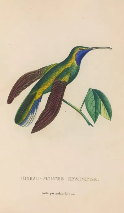 Histoire naturelle des oiseaux-mouches Pl.35 by René-Primevère Lesson, 1829 — digital art print download
