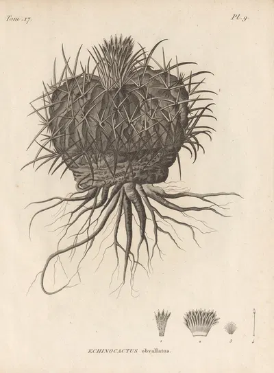 Echinocactus obvallatus by Augustin Pyramus de Candolle, 1829 — digital art print download