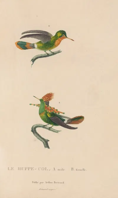 Histoire naturelle des oiseaux-mouches Pl.41 by René-Primevère Lesson, 1829 — digital art print download