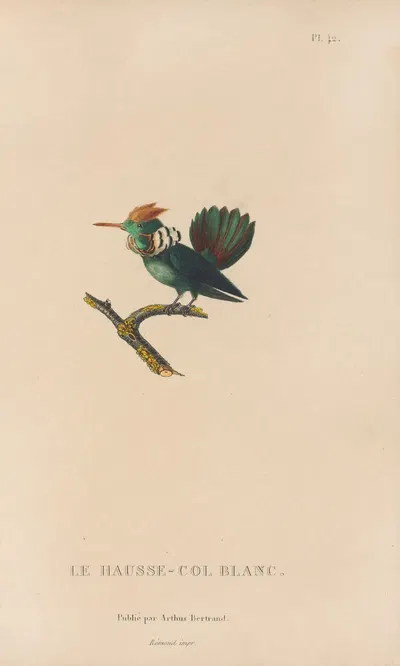 Histoire naturelle des oiseaux-mouches Pl.42 by René-Primevère Lesson, 1829 — digital art print download
