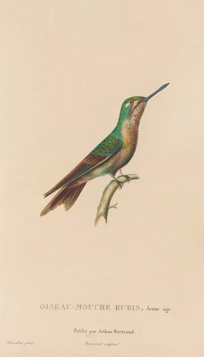 Histoire naturelle des oiseaux-mouches Pl.46 by René-Primevère Lesson, 1829 — digital art print download