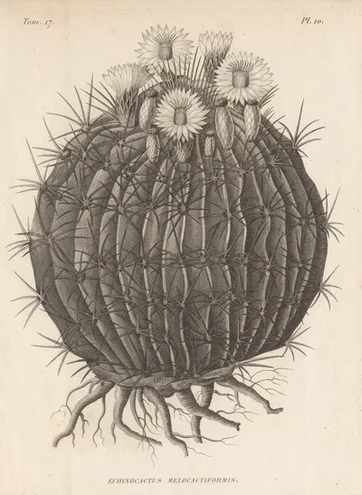Echinocactus melocactiformis by Augustin Pyramus de Candolle, 1829 — digital art print download